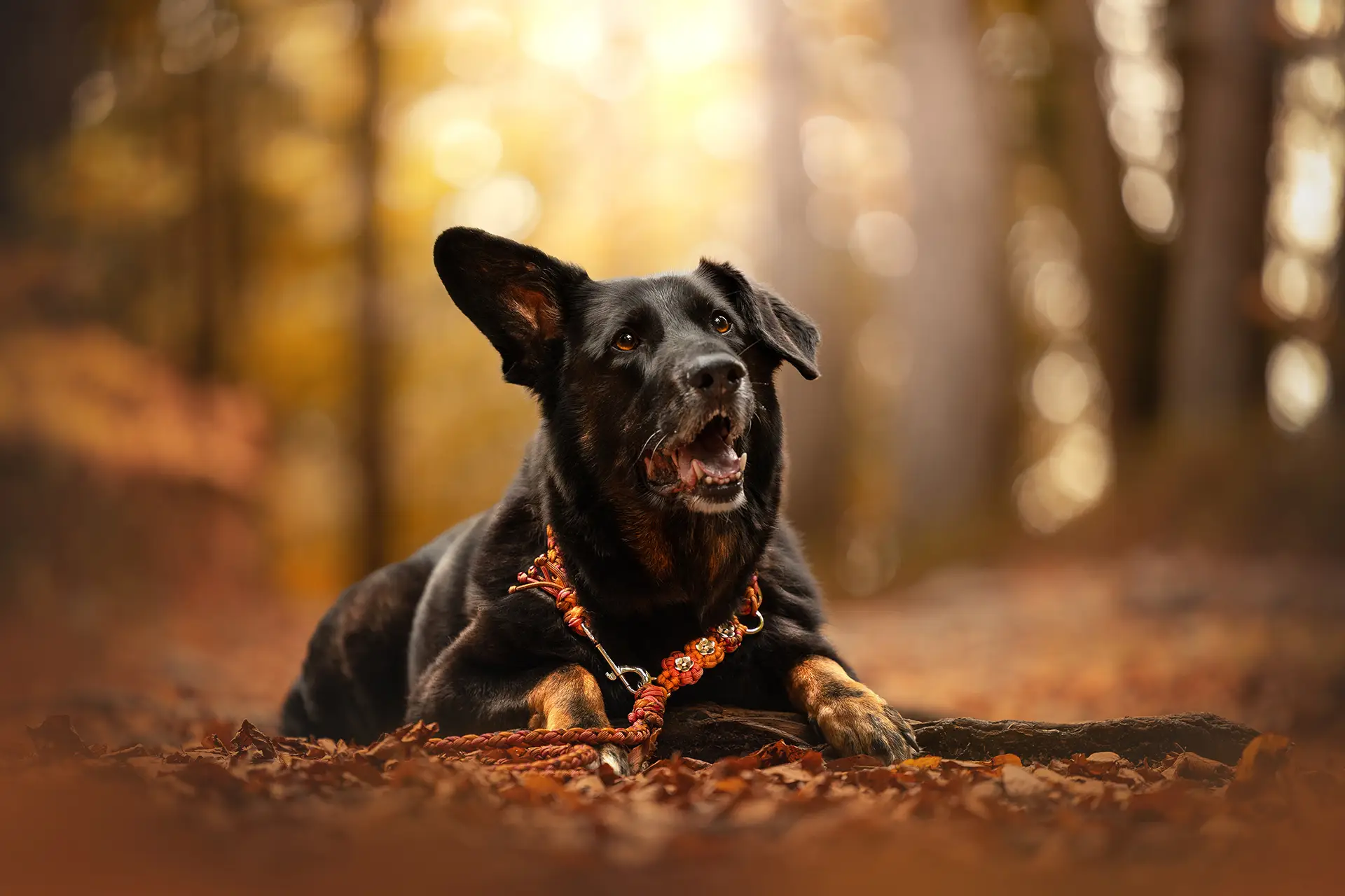 puma-mit-paracord-hundeleine-titelbild